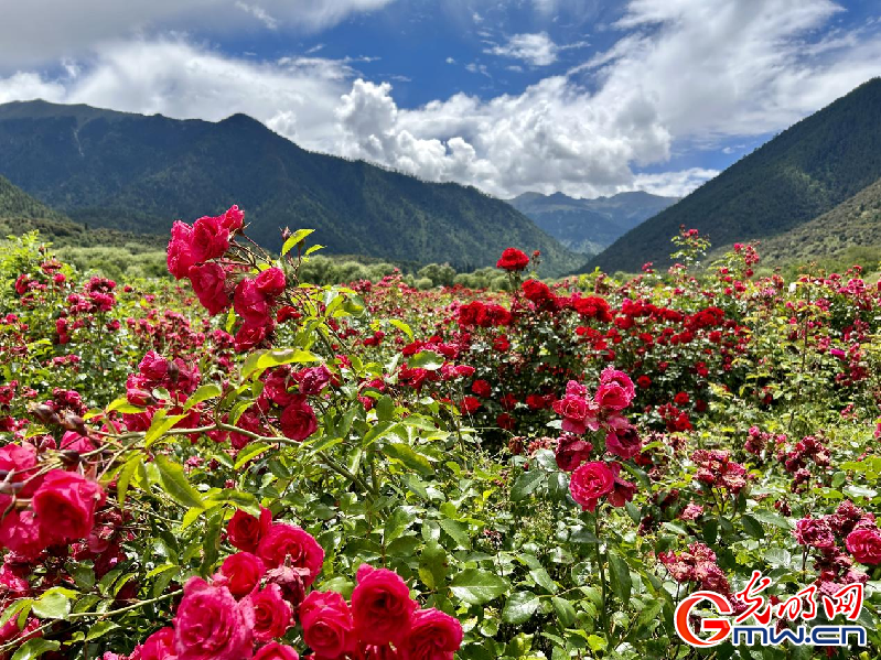 我們的家園丨【組圖】 綠水青山入畫，“金山銀山”筑起