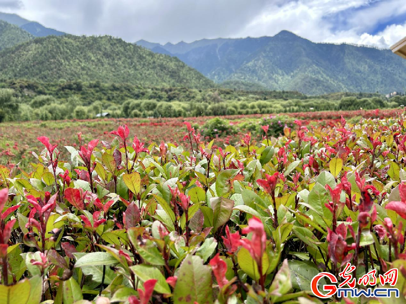 我們的家園丨【組圖】 綠水青山入畫，“金山銀山”筑起