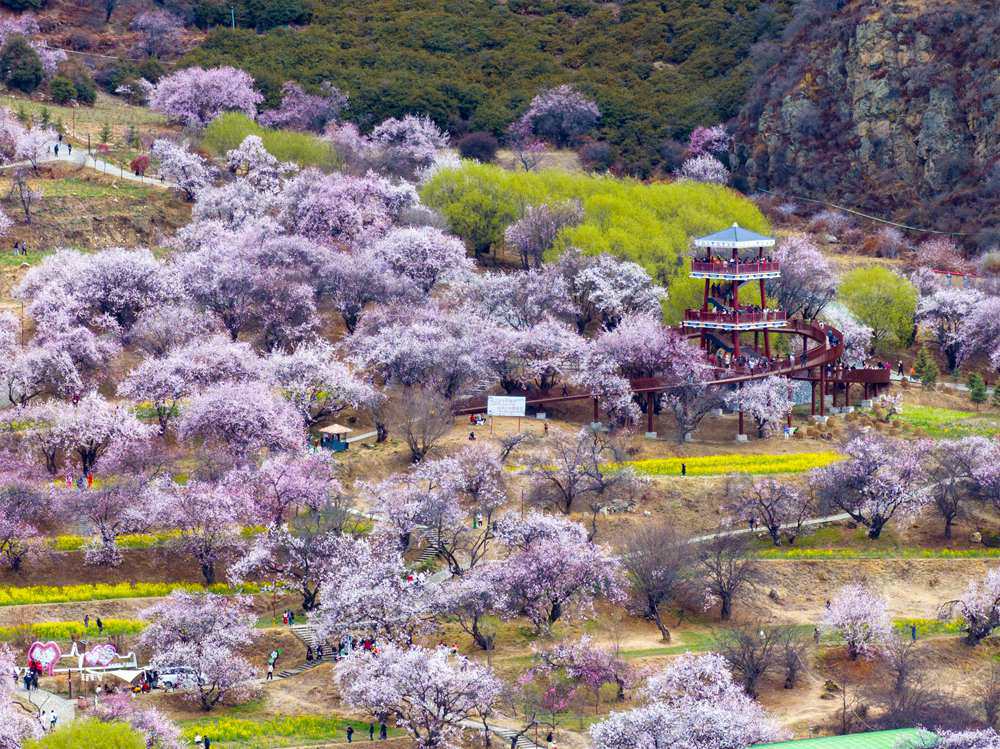 桃花盛開(kāi)惹人醉，八方游客賞花來(lái)。徐馭堯攝