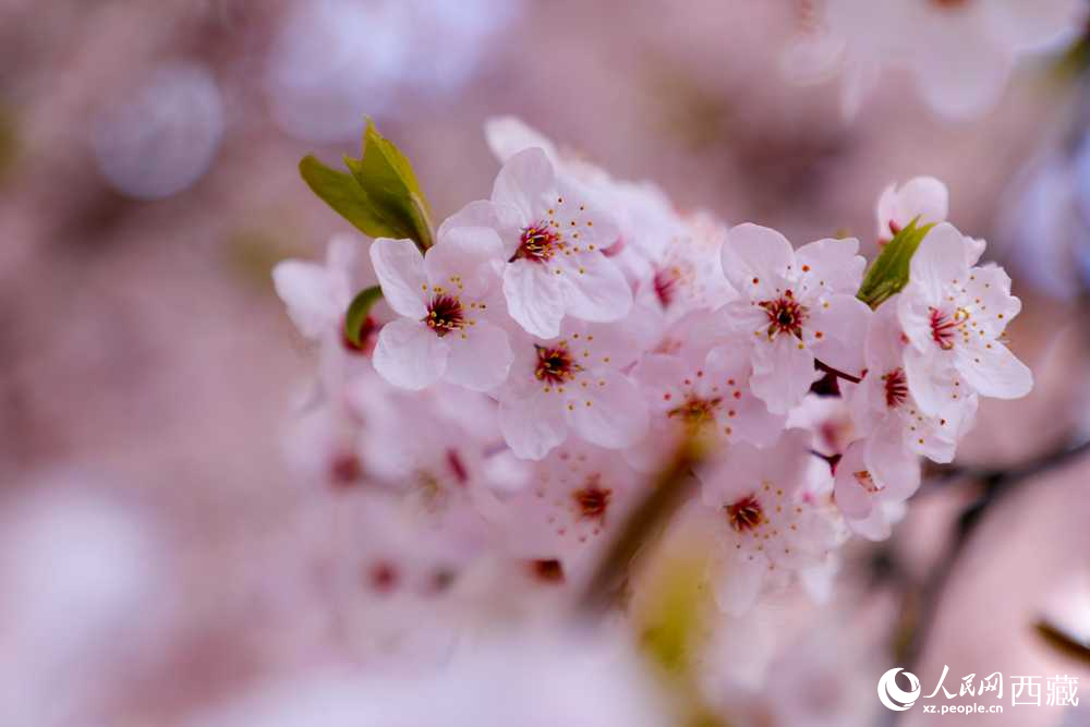 桃花盛開(kāi)惹人醉。人民網(wǎng)記者 次仁羅布攝