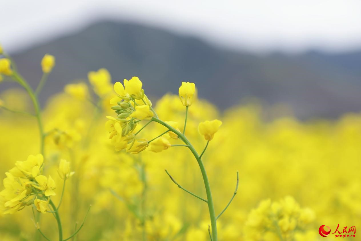 金色油菜花鋪滿大地。 人民網(wǎng) 李海霞攝