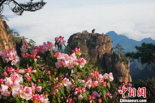 黃山風(fēng)景區(qū)“五一”小長假客流、車流平穩(wěn)