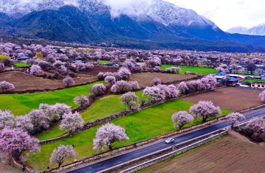 波密縣傾多鎮(zhèn)如納村盛開的桃花。徐馭堯攝